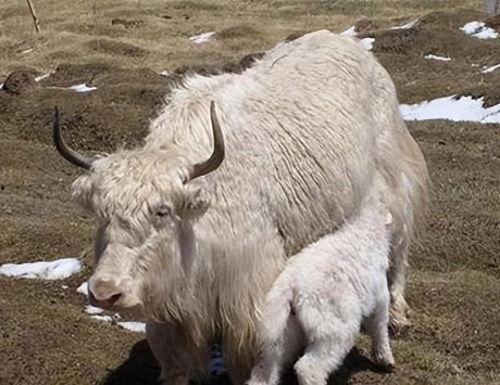 牦牛配种高清在线视频,高清在线视频带你一窥高原牧民生活