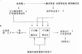 体液平衡在线视频讲解,揭秘人体水分平衡的奥秘